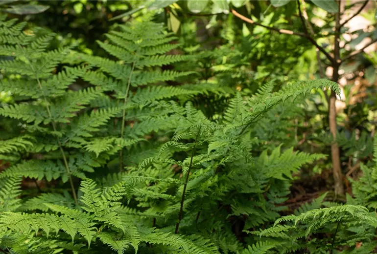 Dryopteris dilatata